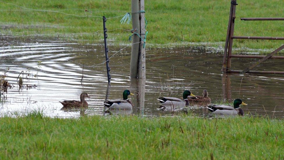 Ducks in Southam