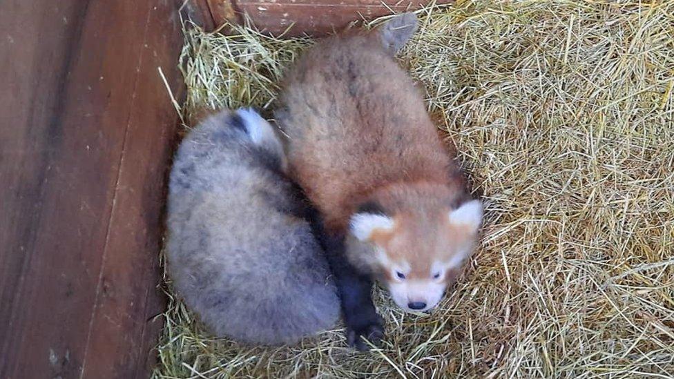 Two red panda cubs inside a nesting box