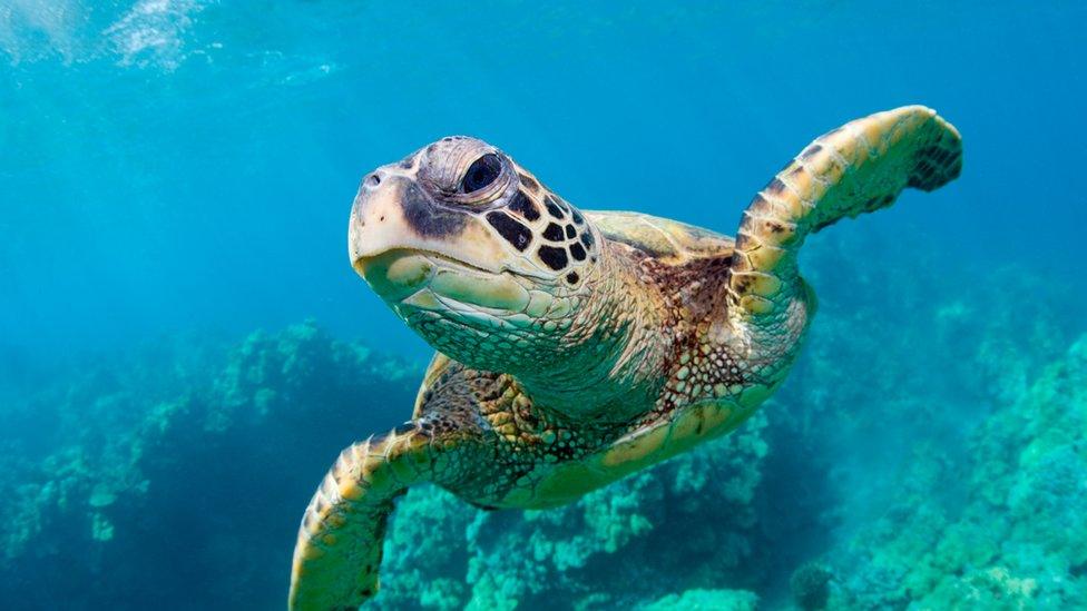 A sea turtle swimming.