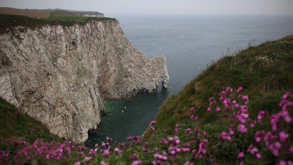 Bempton Cliffs, East Yorkshire