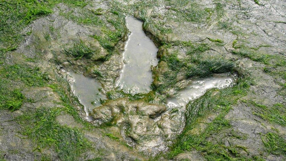 Lorgan coise dìneasair