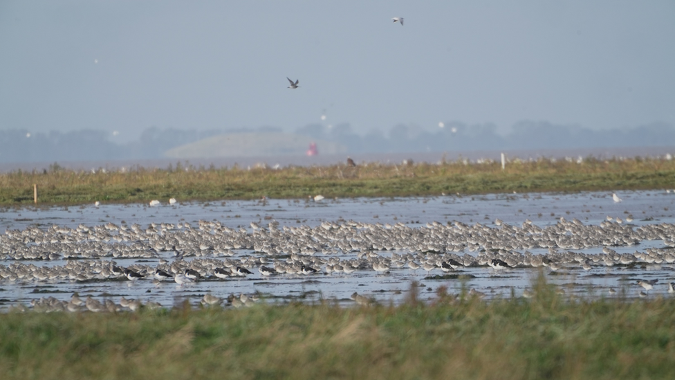 Birds at the RSPB in Snettisham, Norfolk