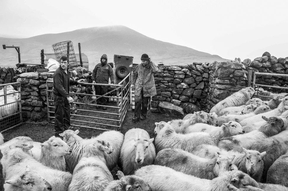 Sganio defaid yn y gwynt a'r glaw, 2018 // Scanning sheep in the wind and rain, 2018