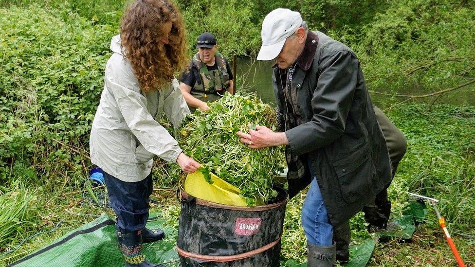 Removing the floating pennywort