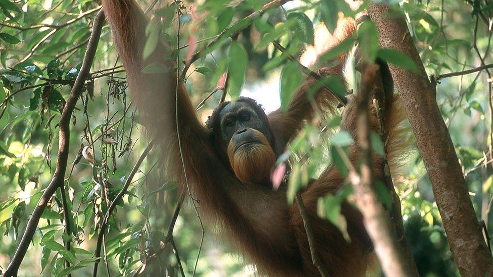 A Sumatran orangutan