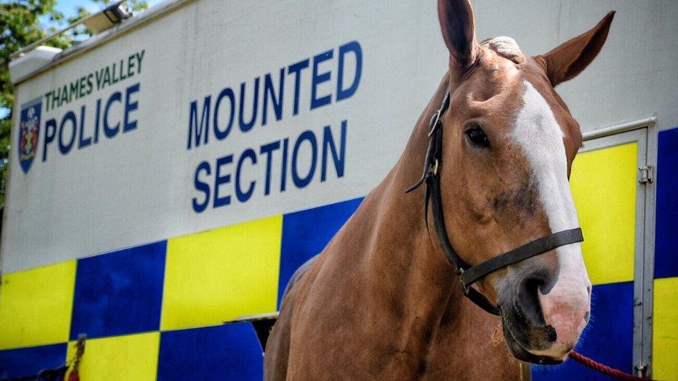 Thames Valley Police horse, Luna