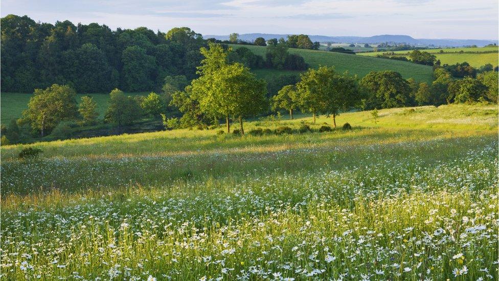 A meadow