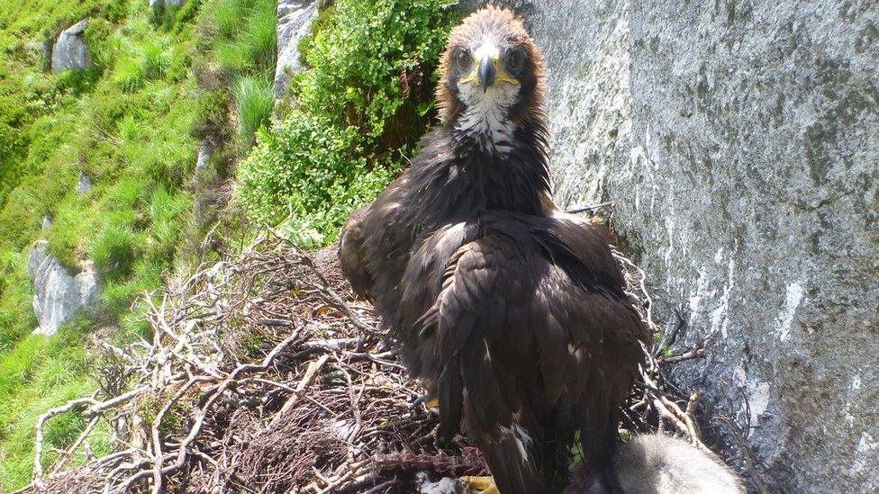 The young golden eagle