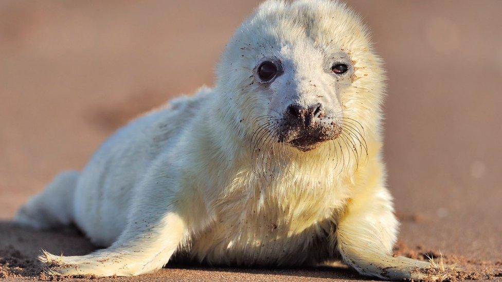 Seal pup