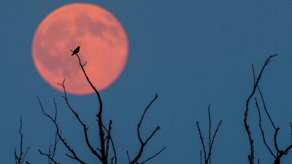 Strawberry moon in Jacobsdorf, Germany