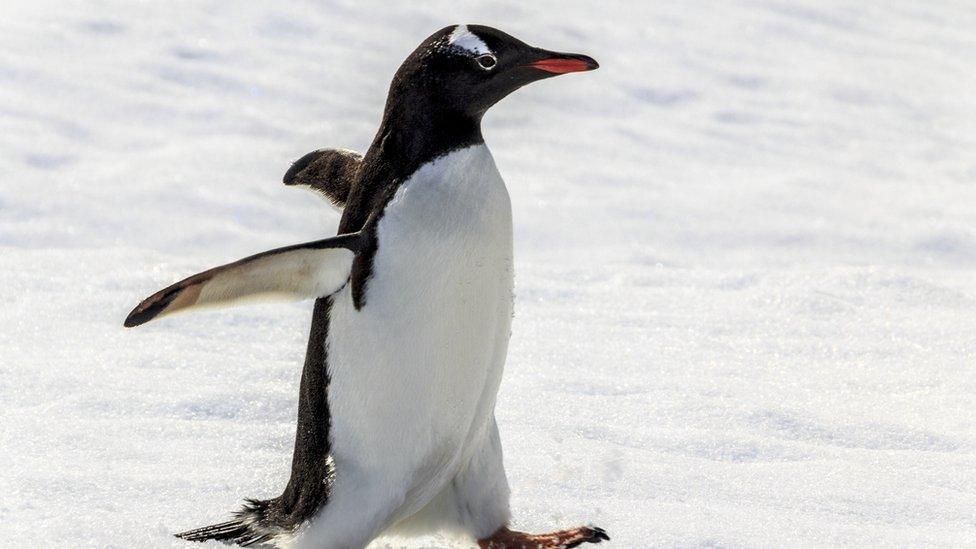 gentoo-penguin-walking