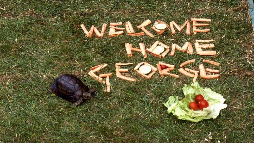 George the tortoise.