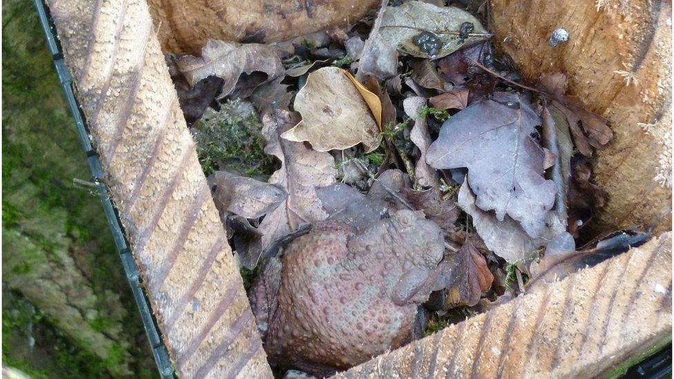 toad-in-a-nesting-box