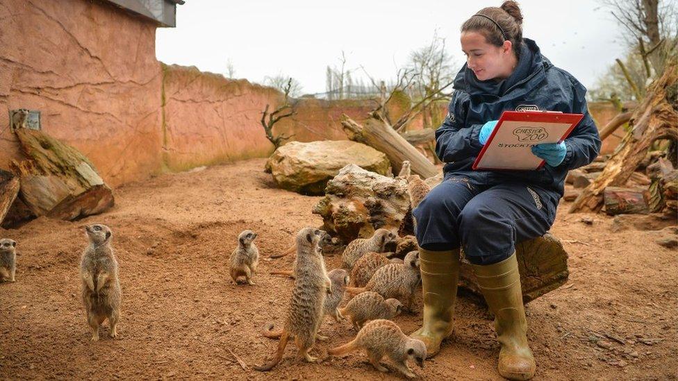 A zookeeper counts meerkats