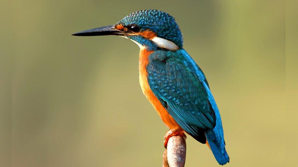 Common Kingfisher.