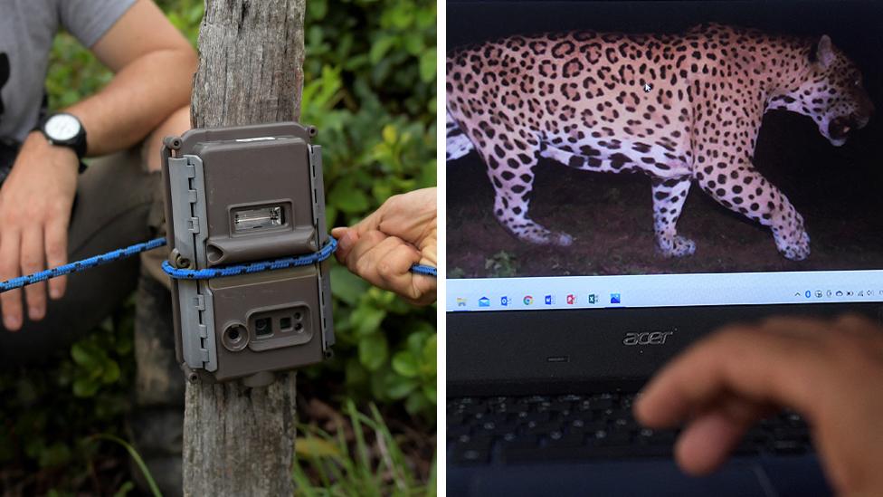 Image of camera trap and a jaguar it's captured