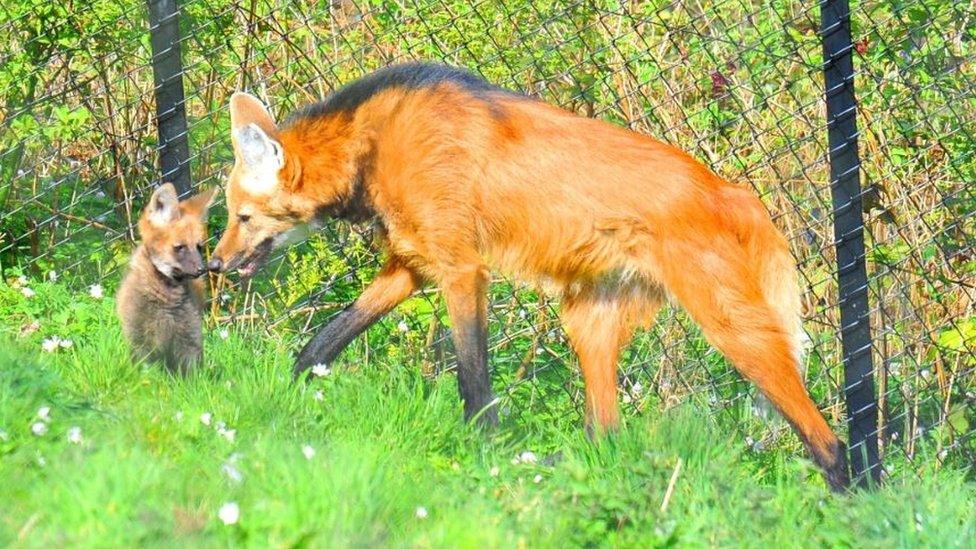 A maned wolf pup (left) is one of the other new arrivals