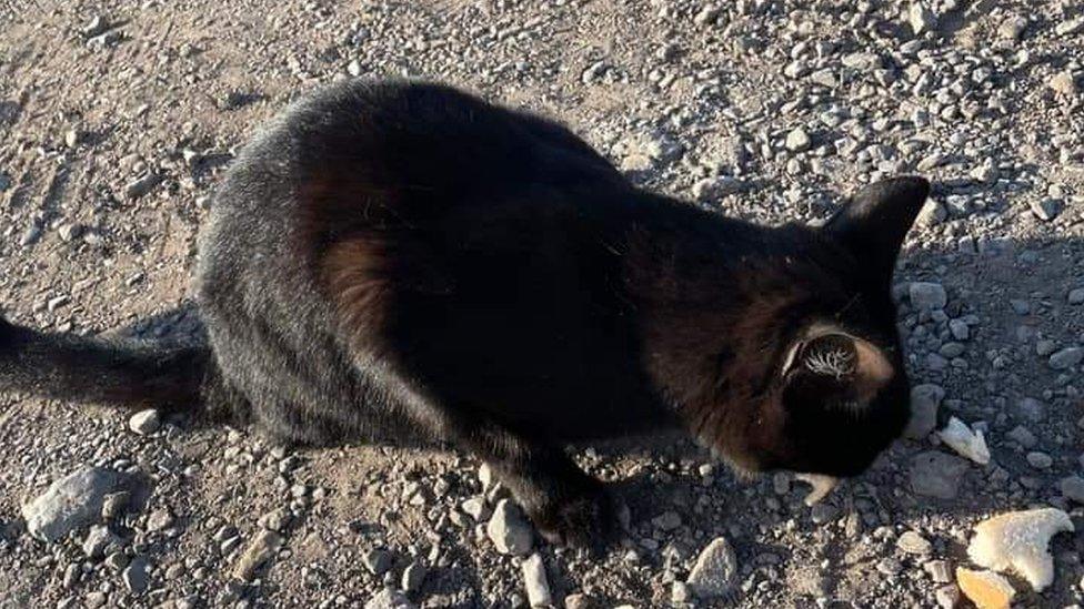 Black cat sat on gravel