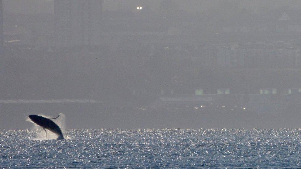 whale in Firth of Forth