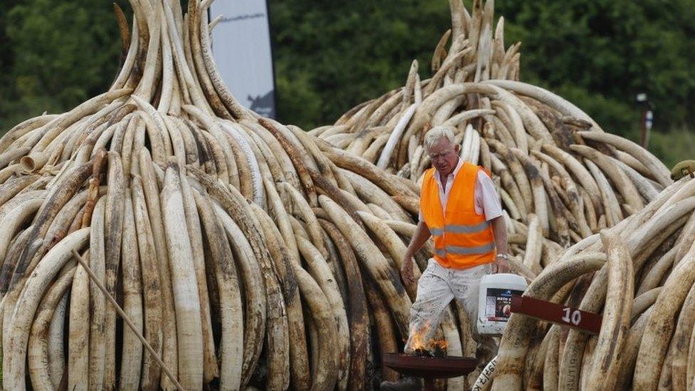 Piles of elephant tusks