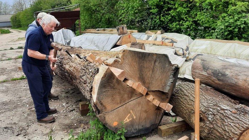 A volunteer cleaving an oak tree to make into a plank