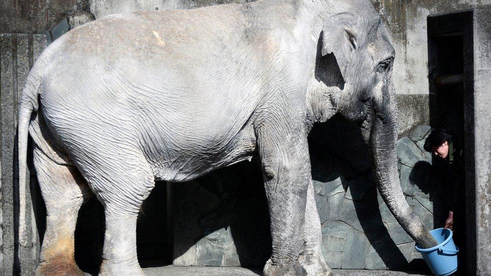 a zoo attendant feeds Hanako