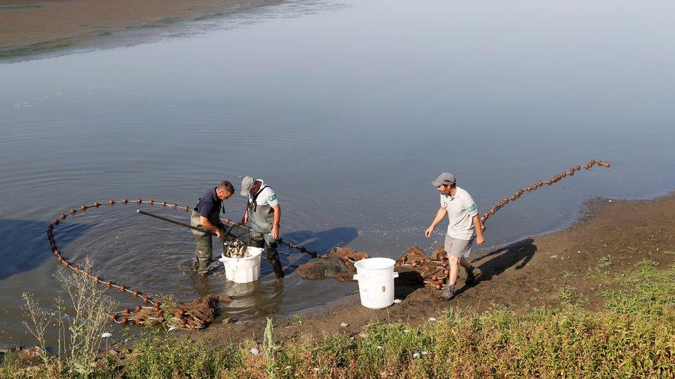 Farmers rescue fishes from the almost dried-up Landes pond in Lussat, central France