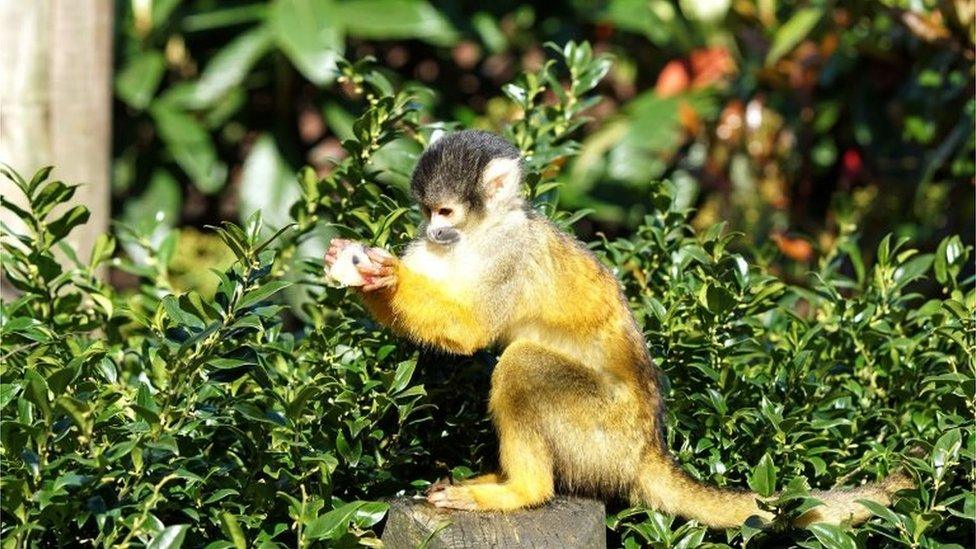 Handout image by the Zoological Society of London of a monkey eating an ice lolly