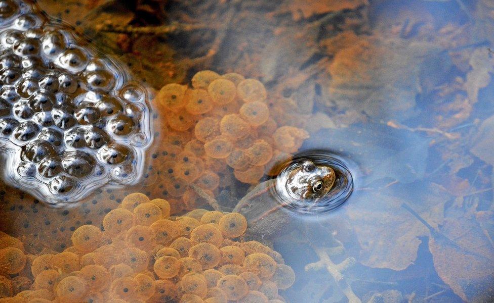 Frog surround by its spawn