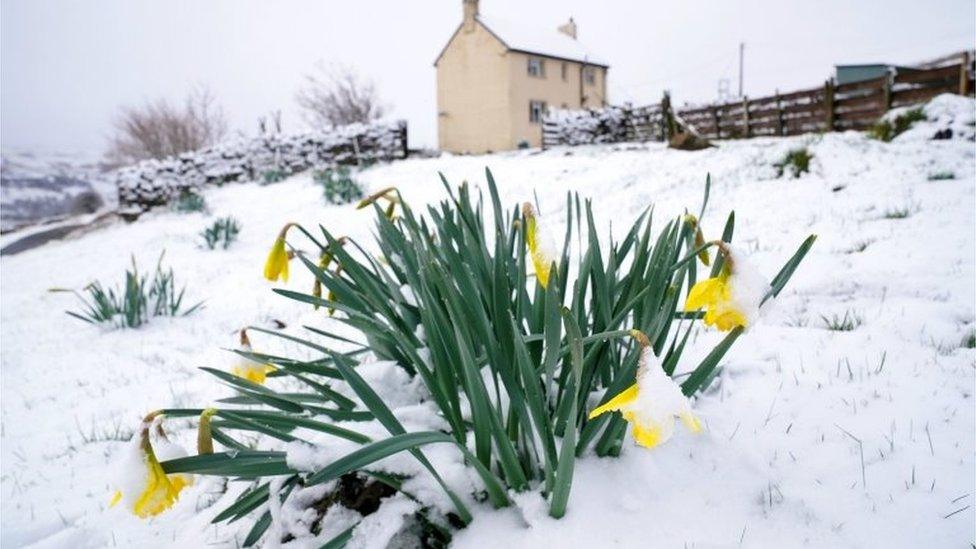 flowers-in-snow.