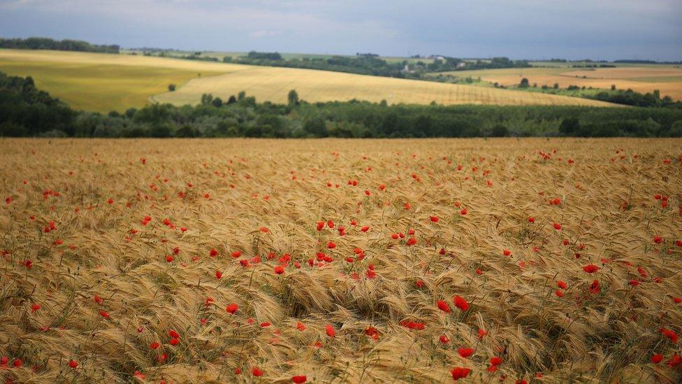 A field of poppies near the Ulster Tower in Thiepval