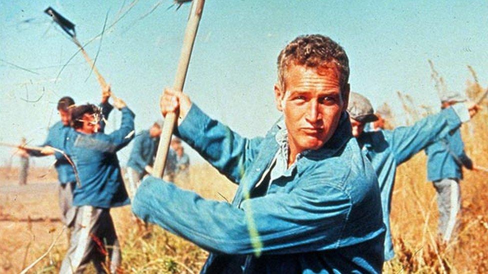 Cool Hand Luke, starring Paul Newman