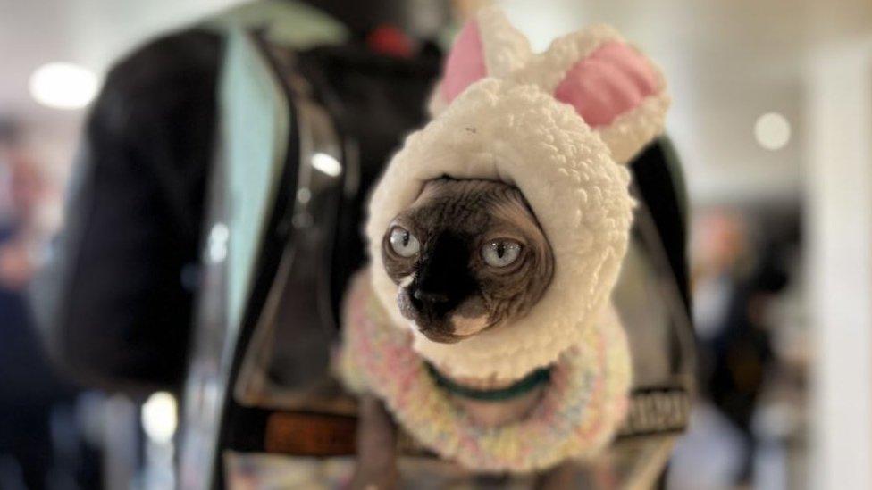 A cat dressed in a bunny costume