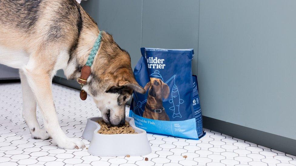 A dog eating Wilder Harrier's Sustainable Fish food