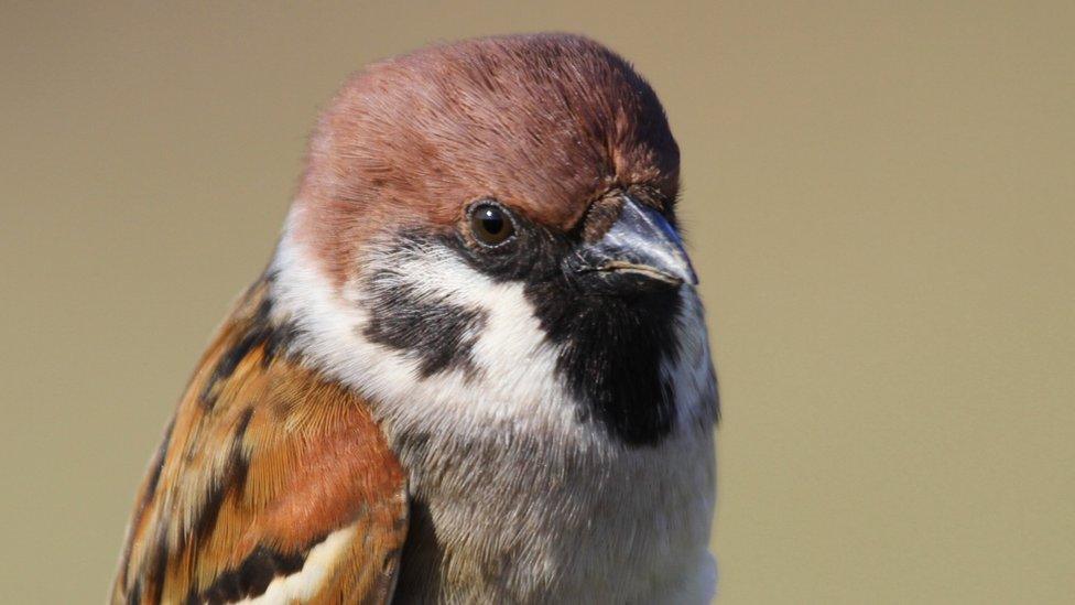 Tree sparrow