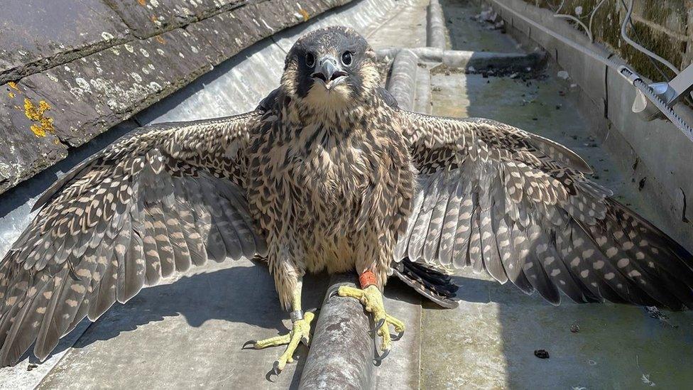 Peregrine falcon