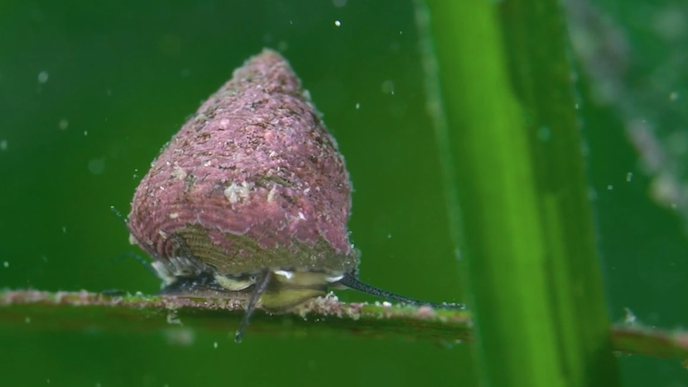 A mollusc on a stem underwater