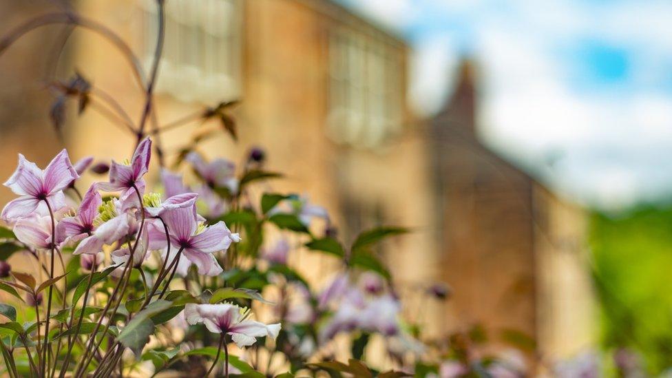 Clematis in front of home