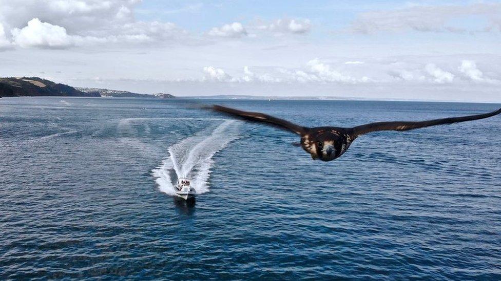 falcon flying over sea