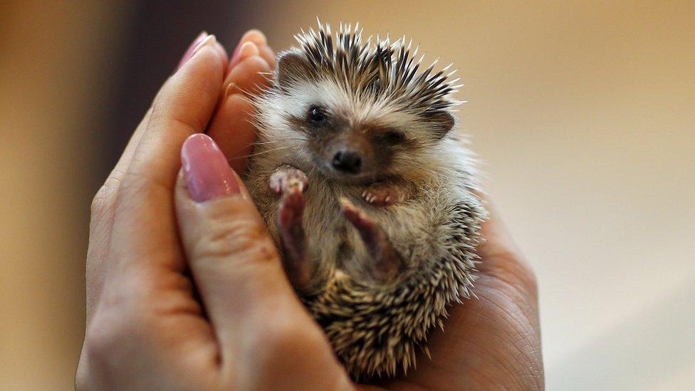 hedgehog