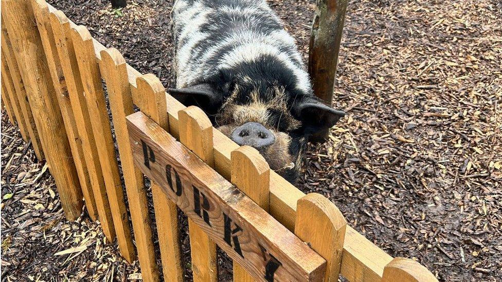 A Kunekune pig