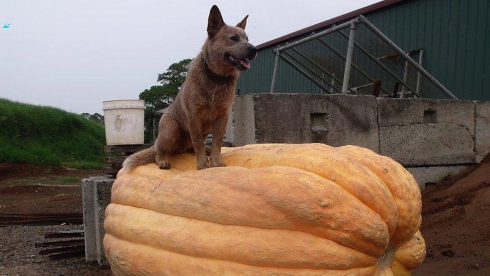 Dog sitting on giant pumpkin