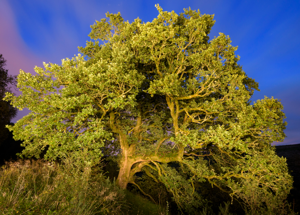 • The Greenock Cut Oak