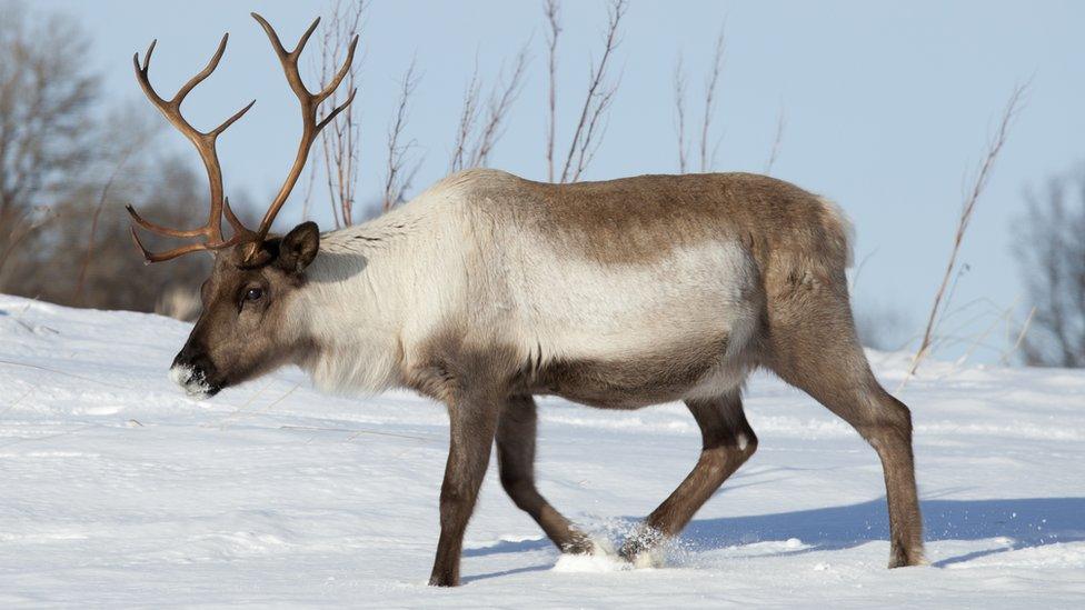 Reindeer in the Arctic