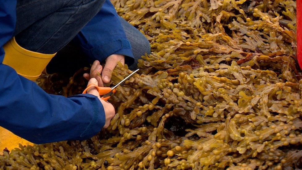 Ailsa Maclellan harvesting seaweed