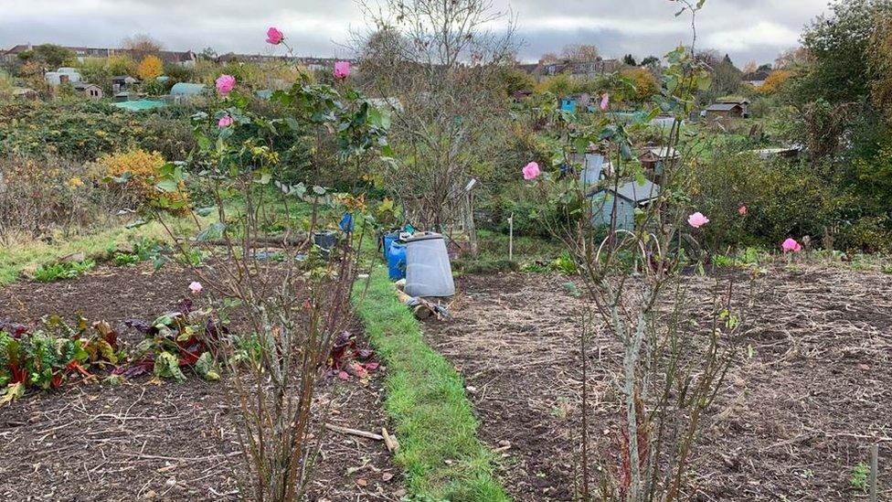 Allotment plot