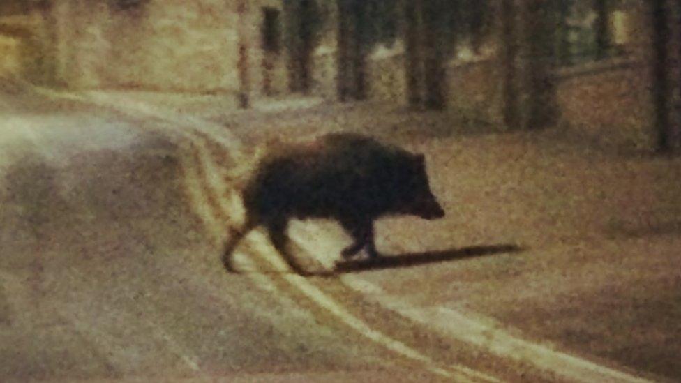 Boar captured on camera in Cinderford town centre at night