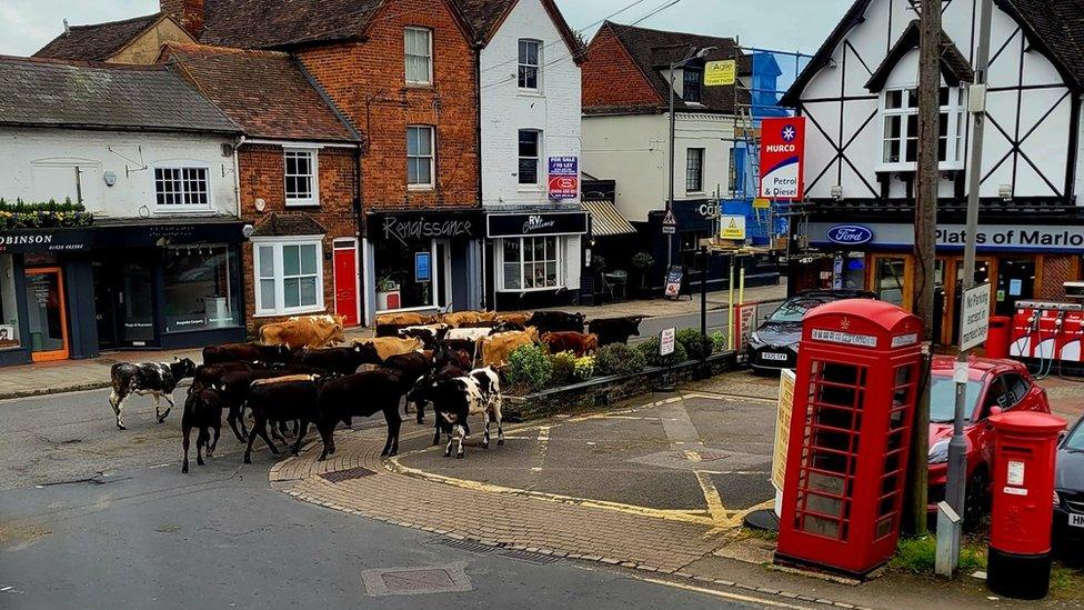 Cows in Marlow