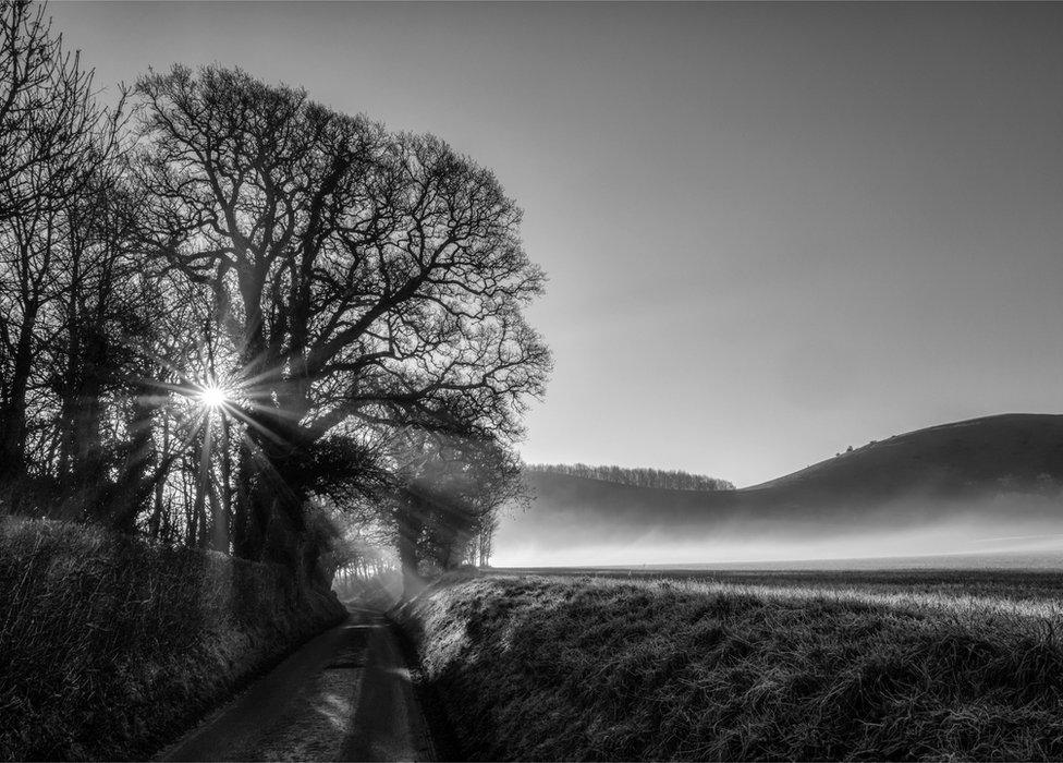 A picture of a tree with the sunlight coming through it and the landscape with a haze.