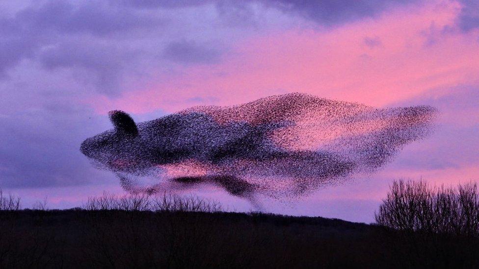 starling murmuration at Leighton Moss